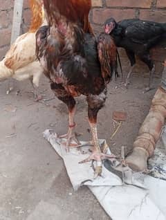 aseel rooster for sale