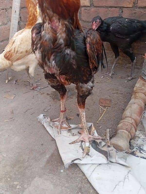 aseel rooster for sale 0