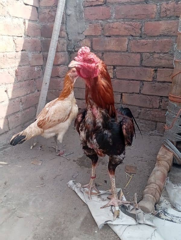 aseel rooster for sale 1