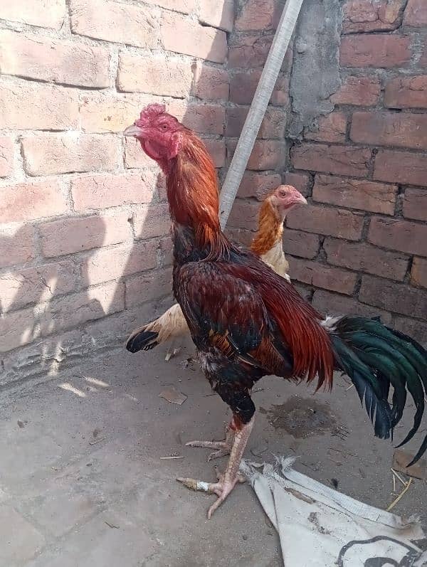 aseel rooster for sale 2