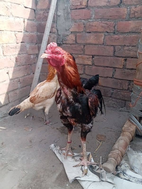 aseel rooster for sale 3