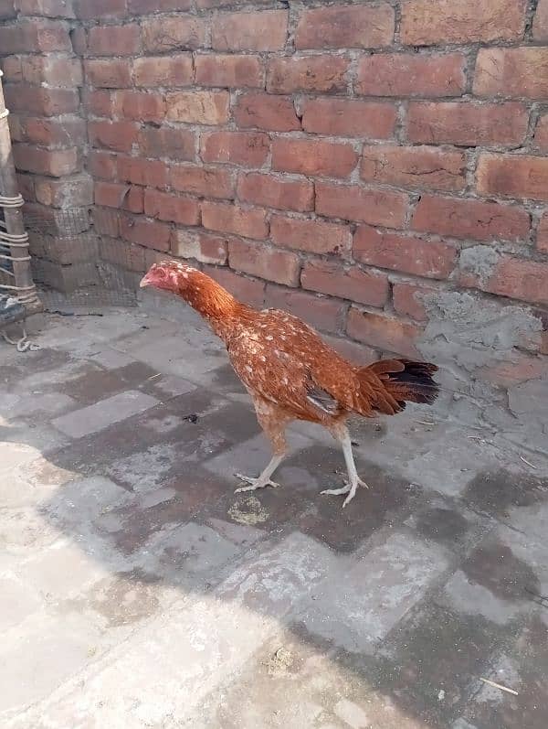 aseel rooster for sale 4