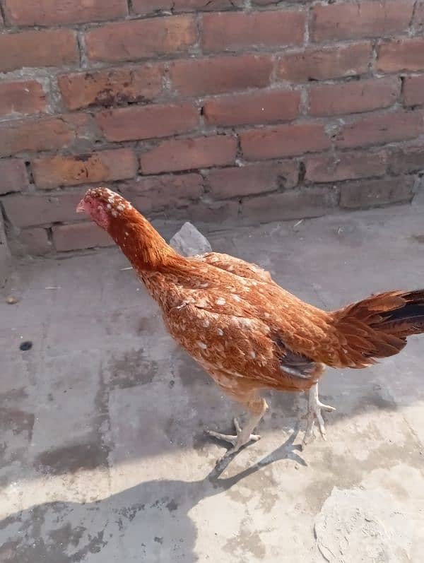 aseel rooster for sale 5