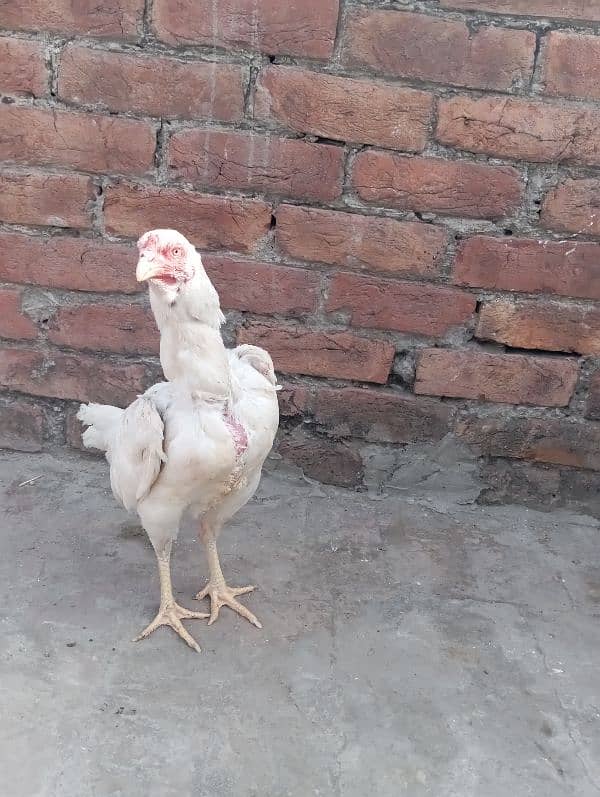 aseel rooster for sale 6