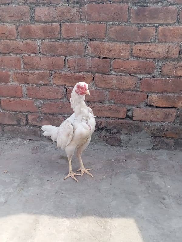 aseel rooster for sale 7