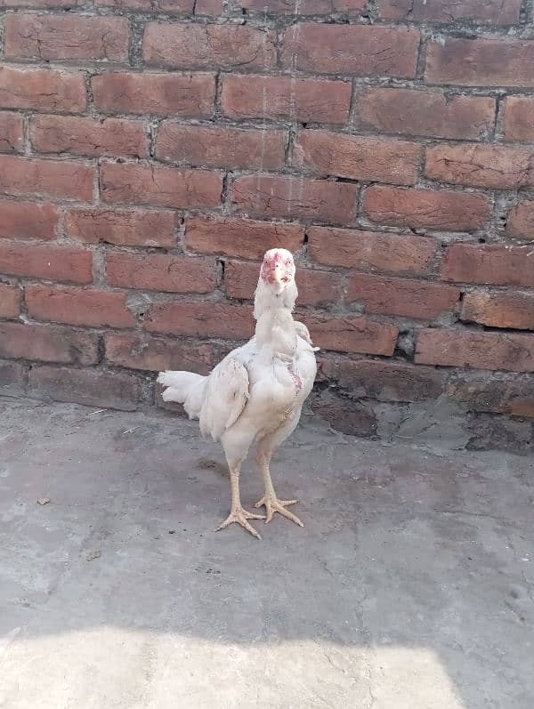 aseel rooster for sale 8