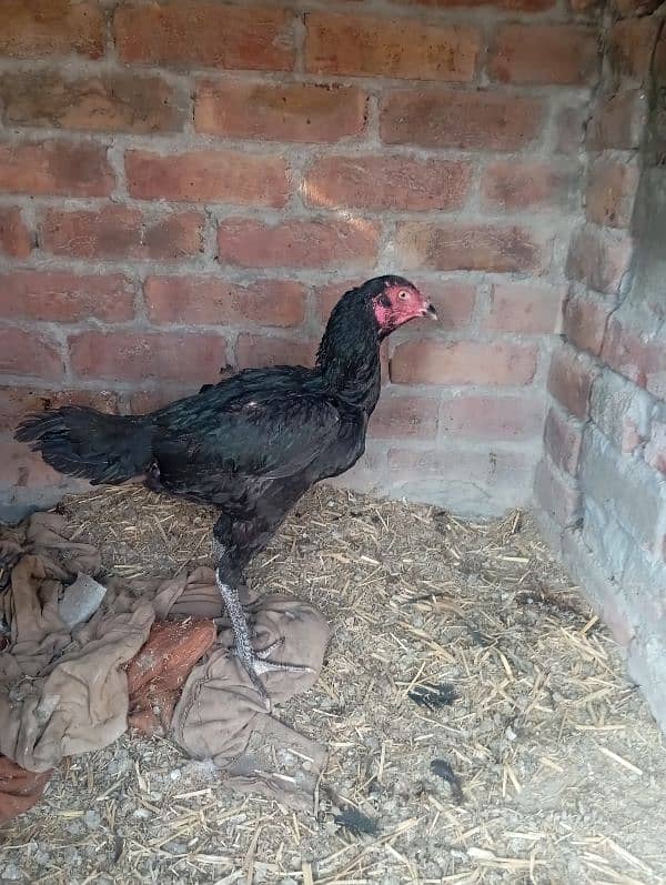 aseel rooster for sale 9