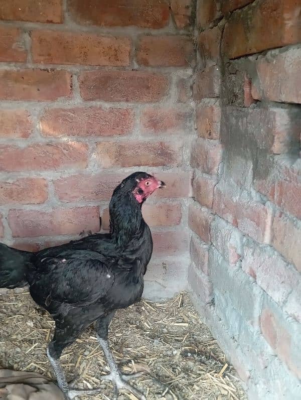 aseel rooster for sale 10