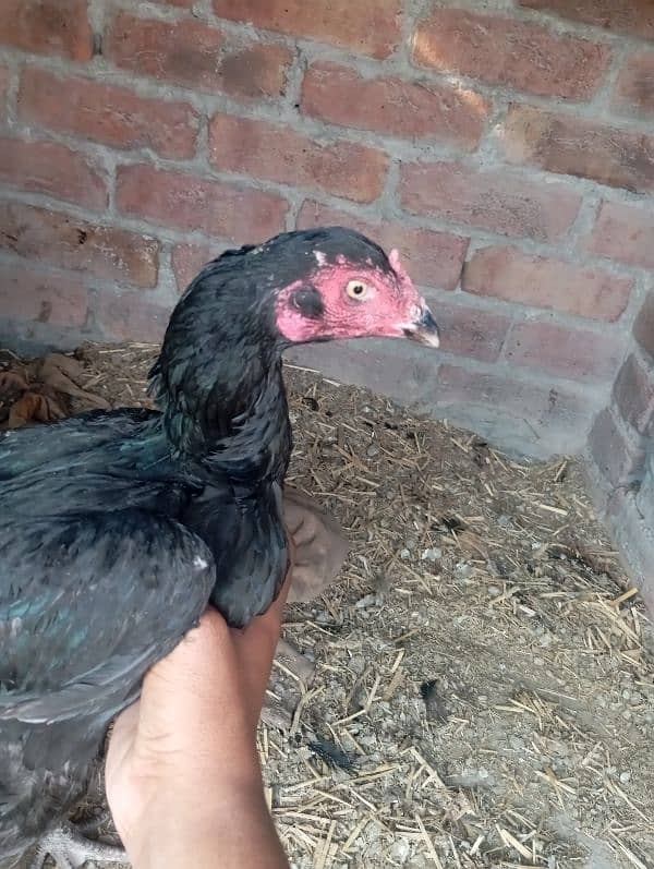 aseel rooster for sale 11