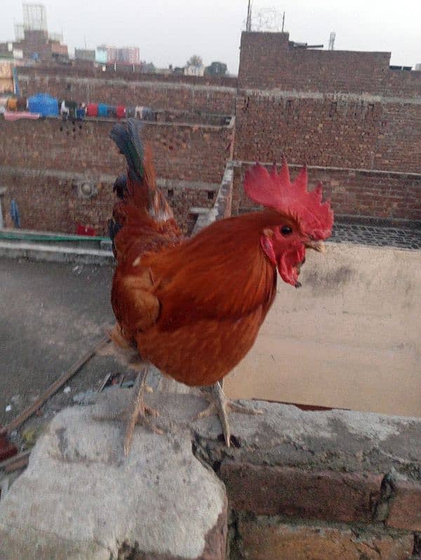 aseel rooster for sale 12