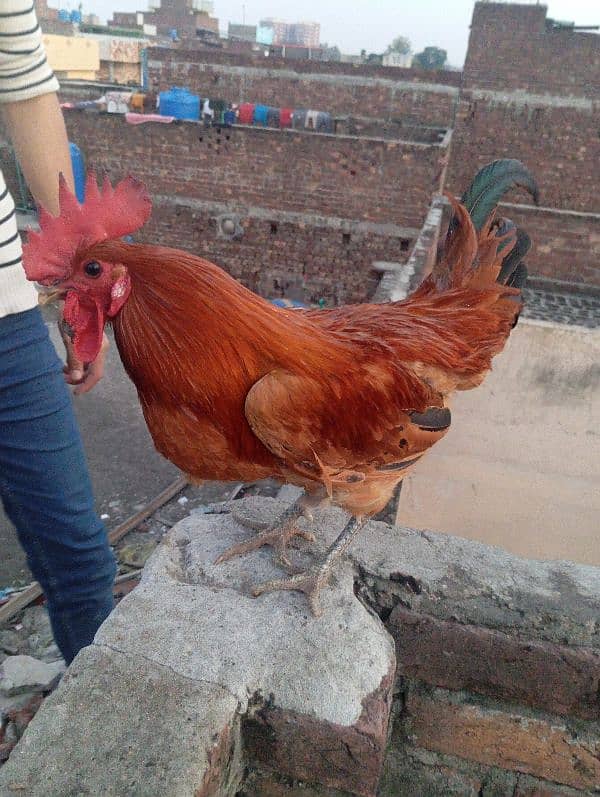 aseel rooster for sale 13