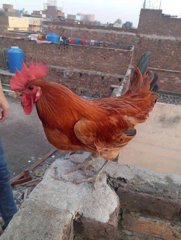 aseel rooster for sale 14