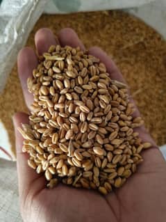 Wheat Desi Gandum 3800 per man