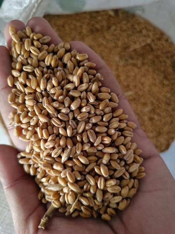 Wheat Desi Gandum 4000 per man 1