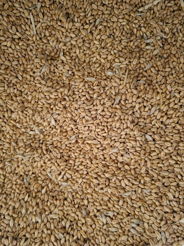 Wheat Desi Gandum 4000 per man 2