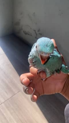 faisalabad blue tamed ringneck baby location Faisalabad