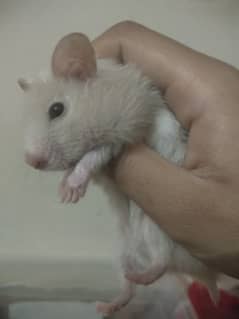 white and coffee color siryan hamster