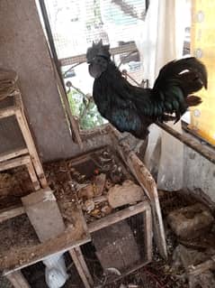 Ayam Cemani , Phoenix, Polish , Laqa Kaboter, King Kaboter