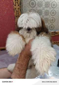 shihtzu puppy