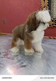 shihtzu puppy