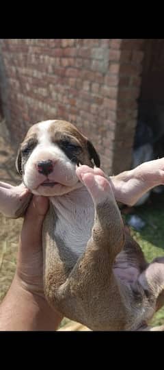 pure bully dog female