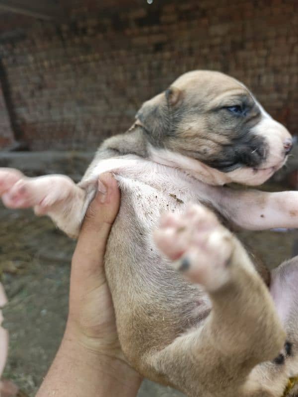 pure bully dog female 2