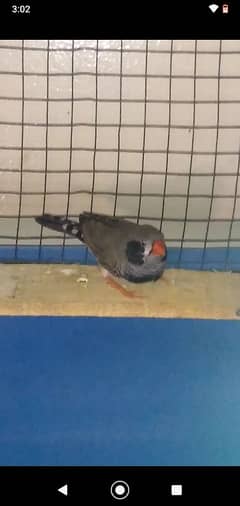 zebra Finch male hy