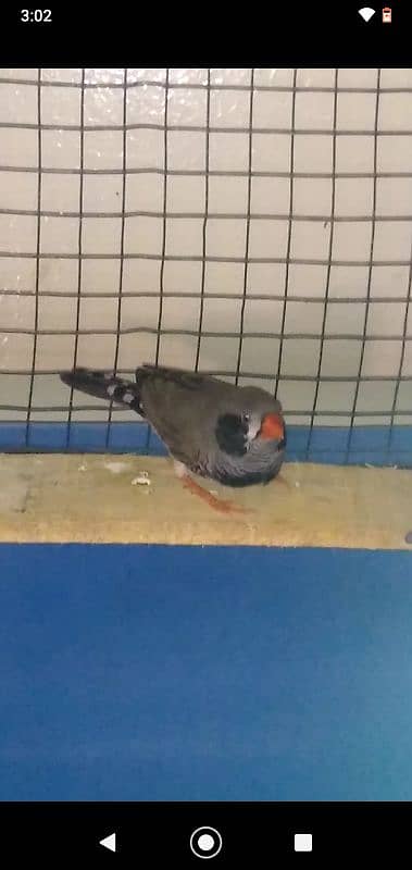 zebra Finch male hy 0