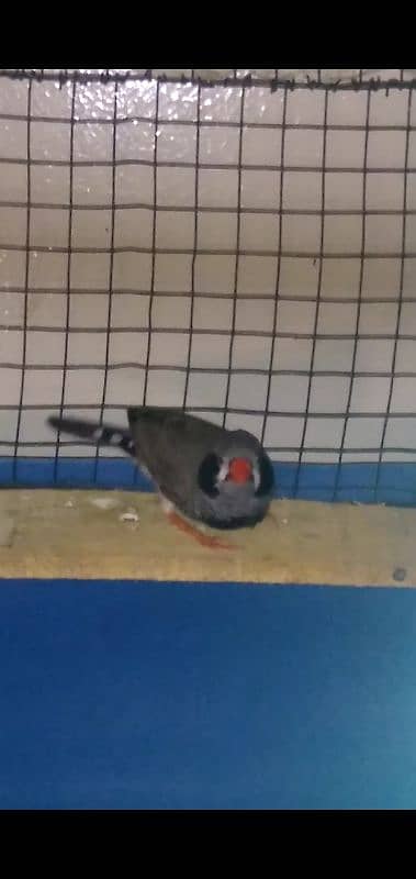 zebra Finch male hy 1