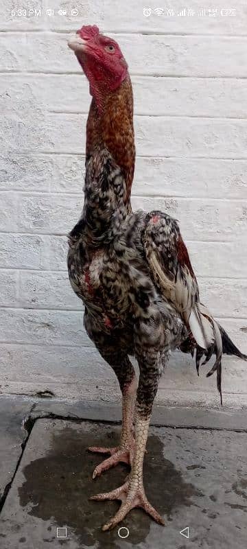 shamo breeders pure quality 8