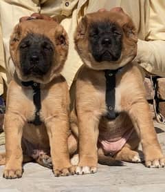 king Turkish Kangal dabal hadi havey bone starcture pair for sale