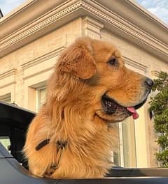 Seeking a Mate for Our Golden Retriever