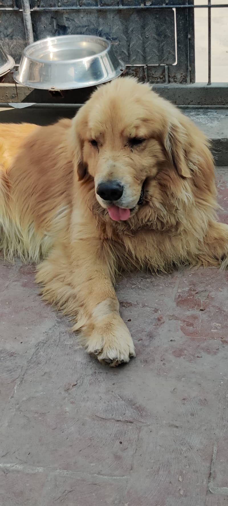 Seeking a Mate for Our Golden Retriever 1