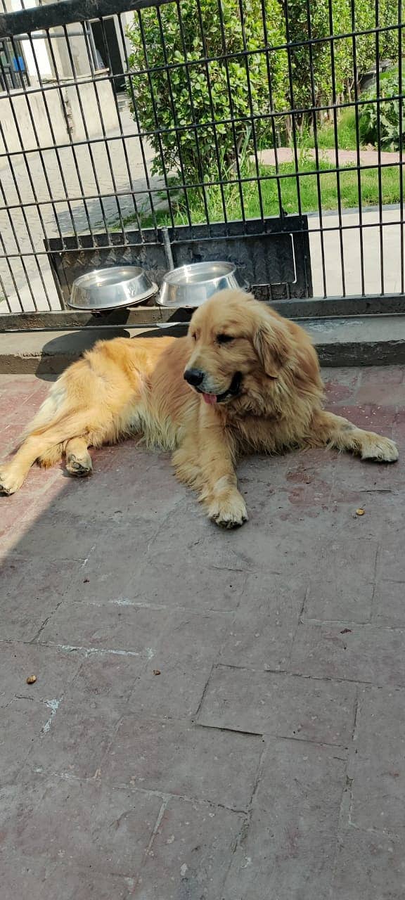 Seeking a Mate for Our Golden Retriever 2