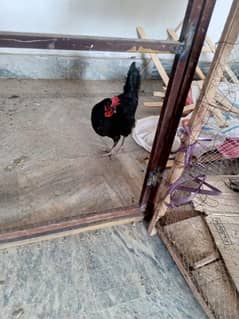 black Australorp hens egg laying