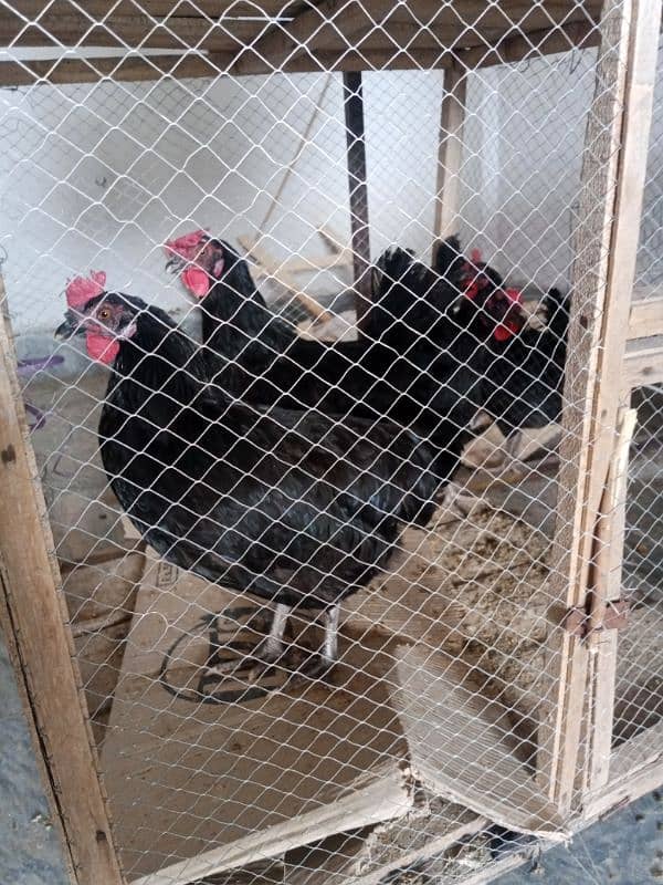 black Australorp hens egg laying 1