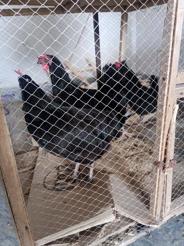 black Australorp hens egg laying 2