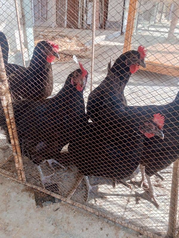 black Australorp hens egg laying 3