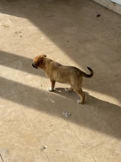 TURKISH KANGAL 100% ORIGINAL PAIR-3 months old