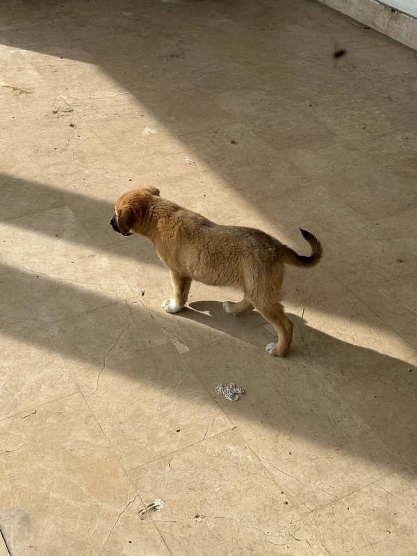 TURKISH KANGAL 100% ORIGINAL PAIR-3 months old 0