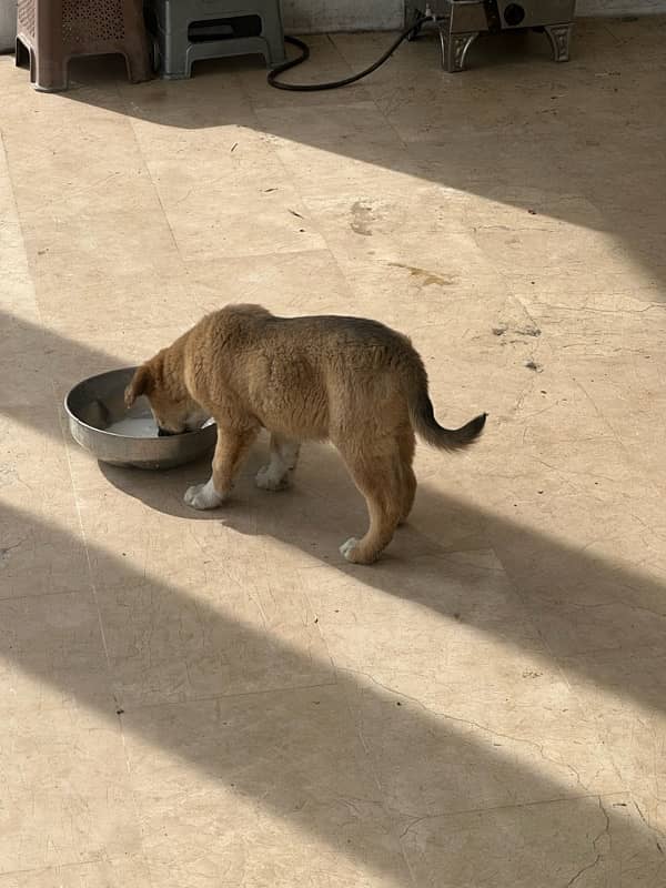 TURKISH KANGAL 100% ORIGINAL PAIR-3 months old 1