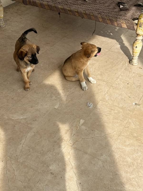 TURKISH KANGAL 100% ORIGINAL PAIR-3 months old 2