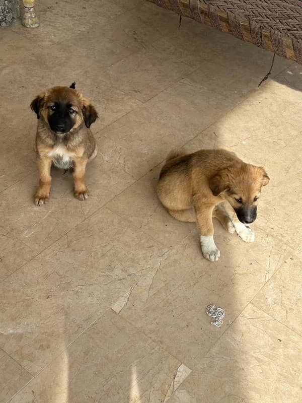 TURKISH KANGAL 100% ORIGINAL PAIR-3 months old 3