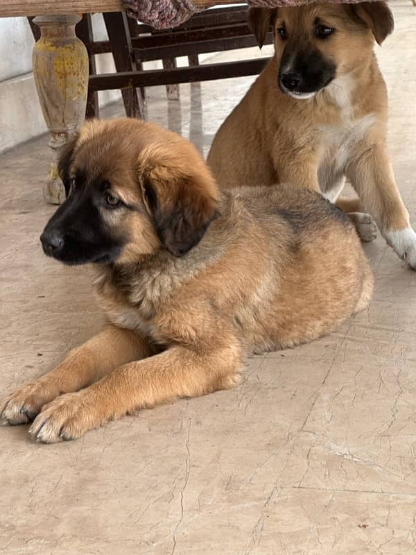 TURKISH KANGAL 100% ORIGINAL PAIR-3 months old 4