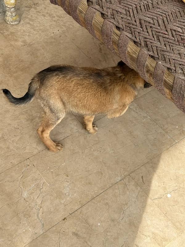 TURKISH KANGAL 100% ORIGINAL PAIR-3 months old 5