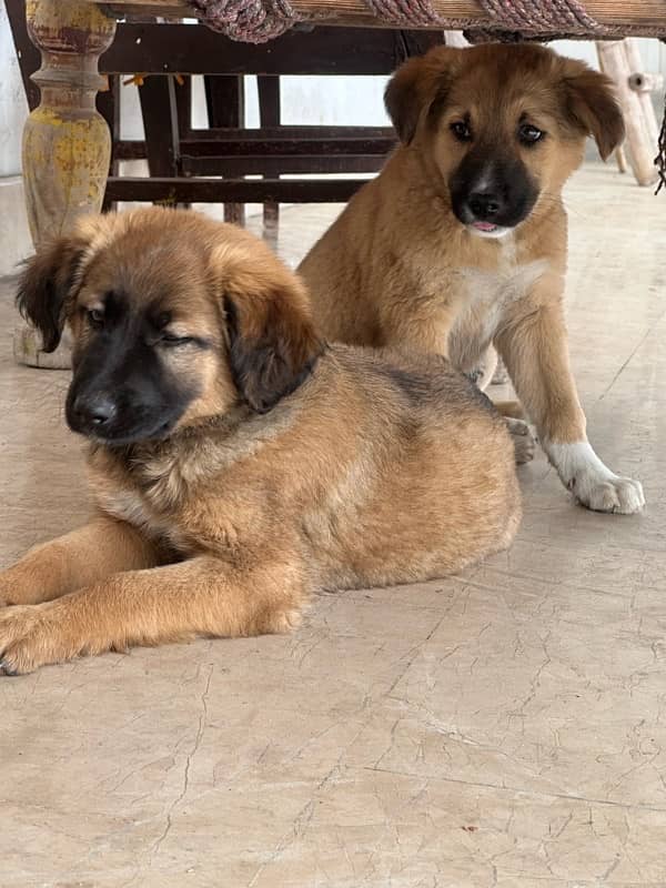 TURKISH KANGAL 100% ORIGINAL PAIR-3 months old 6