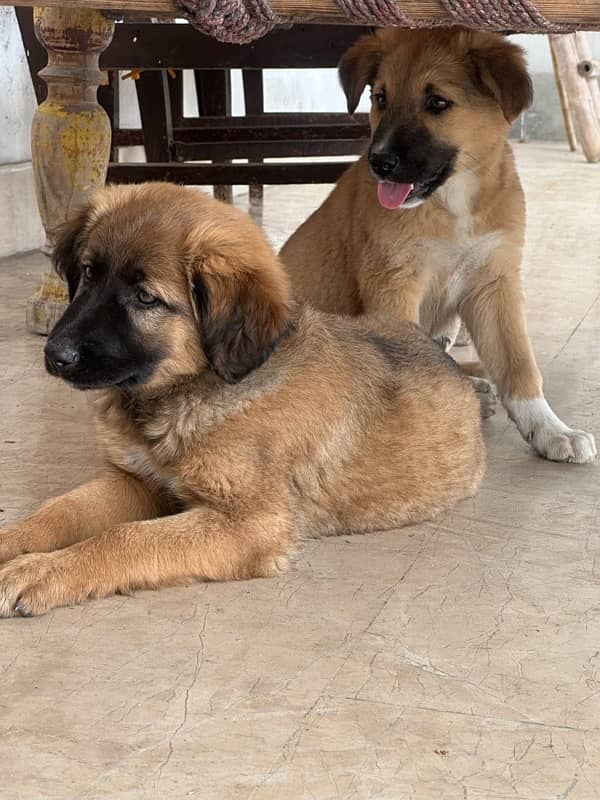 TURKISH KANGAL 100% ORIGINAL PAIR-3 months old 7