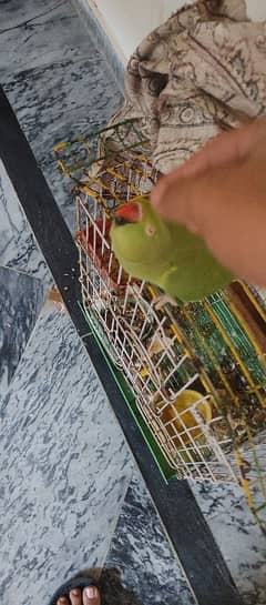 parrot