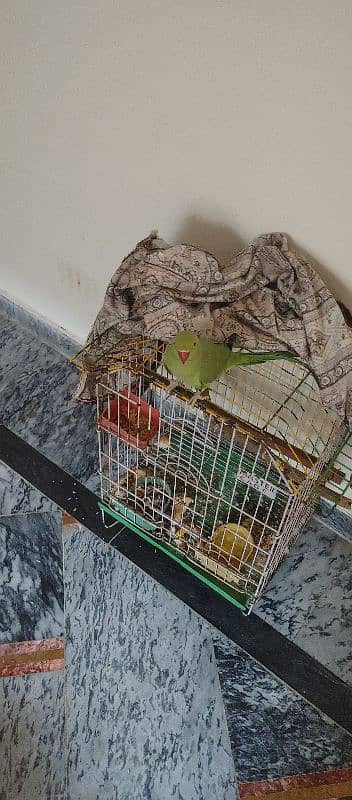 parrot for sale 1