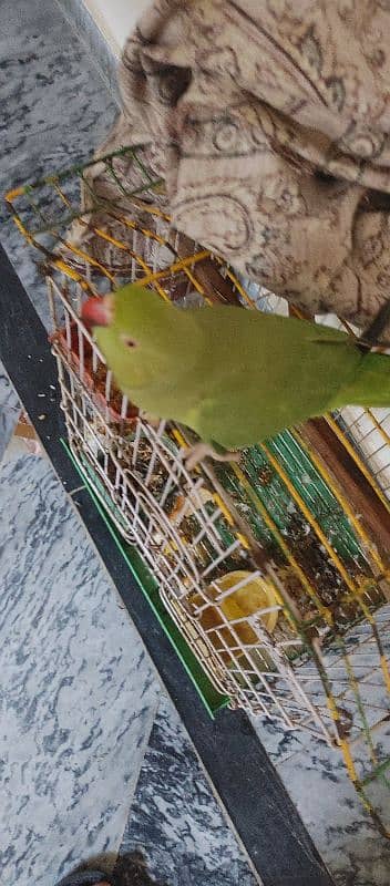 parrot for sale 2